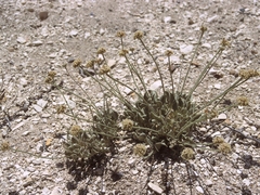 Eriogonum diatomaceum