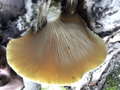Pleurotus levis