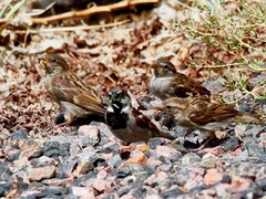 Passer domesticus