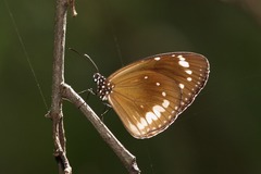Euploea darchia