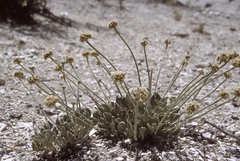 Eriogonum diatomaceum
