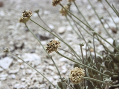 Eriogonum diatomaceum