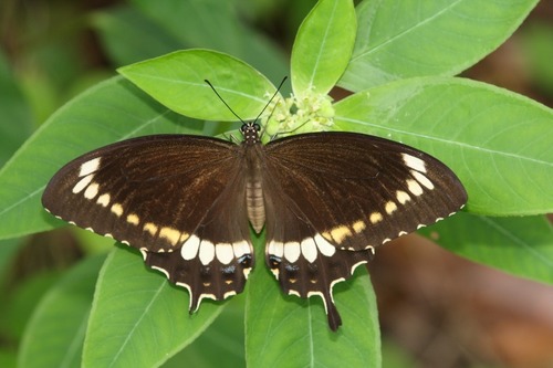 Photo of Canopus Swallowtail (Papilio canopus)