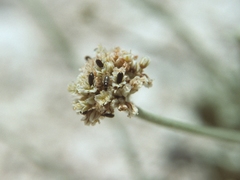 Eriogonum diatomaceum