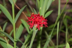 Pimelea punicea