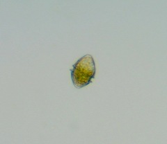 Miozoa