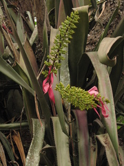 Aechmea servitensis
