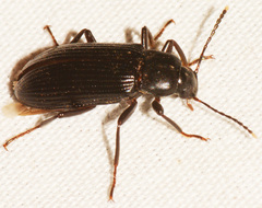 Strongylium terminatum