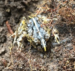 Eupsophus emiliopugini