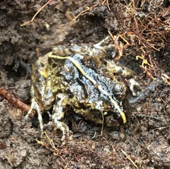 Eupsophus emiliopugini