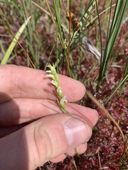 Spiranthes perexilis