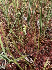 Spiranthes perexilis