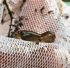 Samastacus spinifrons