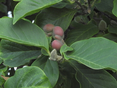 Magnolia × soulangeana