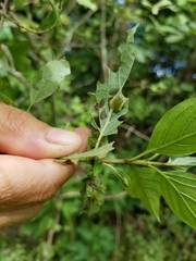 Craneiobia tuba