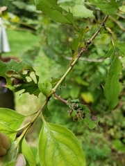 Craneiobia tuba