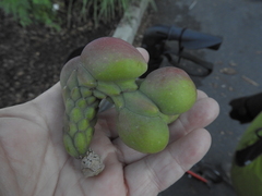 Magnolia × soulangeana