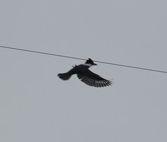 Megaceryle torquata stellata