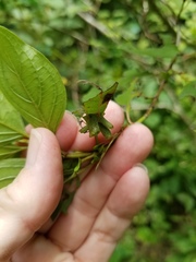 Craneiobia tuba