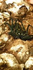 Phrynus whitei