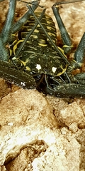 Phrynus whitei