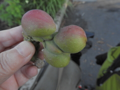 Magnolia × soulangeana