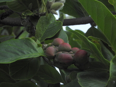 Magnolia × soulangeana