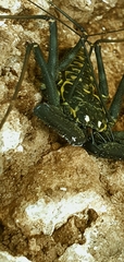 Phrynus whitei