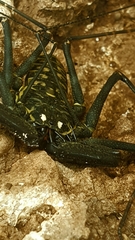Phrynus whitei