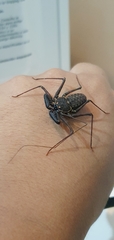 Phrynus whitei