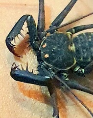 Phrynus whitei
