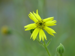 Kyhosia bolanderi