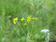 Kyhosia bolanderi