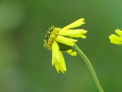 Kyhosia bolanderi