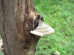 Polyporales