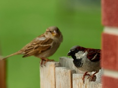 Passer domesticus