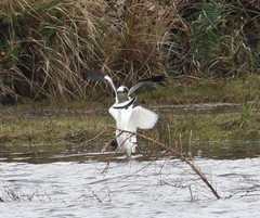 Vanellus chilensis chilensis