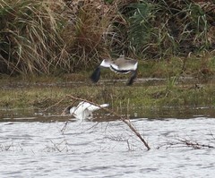 Vanellus chilensis chilensis