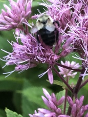Bombus impatiens