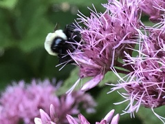 Bombus impatiens