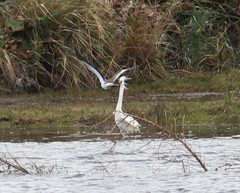 Vanellus chilensis chilensis