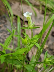 Gratiola neglecta