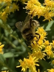 Bombus flavidus flavidus