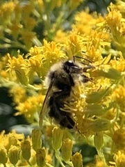 Bombus flavidus flavidus