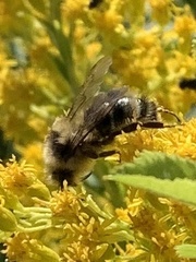 Bombus flavidus flavidus
