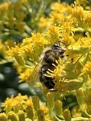 Bombus flavidus flavidus