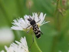 Chlorophorus diadema