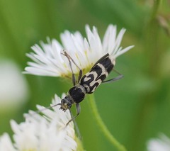 Chlorophorus diadema