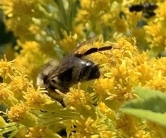 Bombus flavidus flavidus