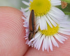 Ludioschema vittiger